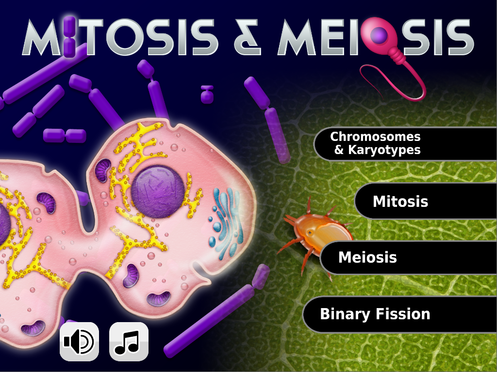 Premium Photo | Nucleus and membranes in ovum in process of cell division