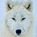 White (Polar) Wolf Wallpapers icon