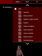 мышечная система в 3D (анатомия) screenshot 11