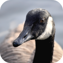 Goose Sounds Icon