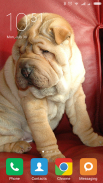 Shar Pei Wallpapers screenshot 3
