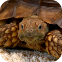 Sea Turtle 3D Video Live Wallpaper Icon