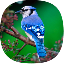 Blue Jay Sounds