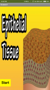 Epithelial Tissue screenshot 1