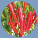 how to grow red peppers