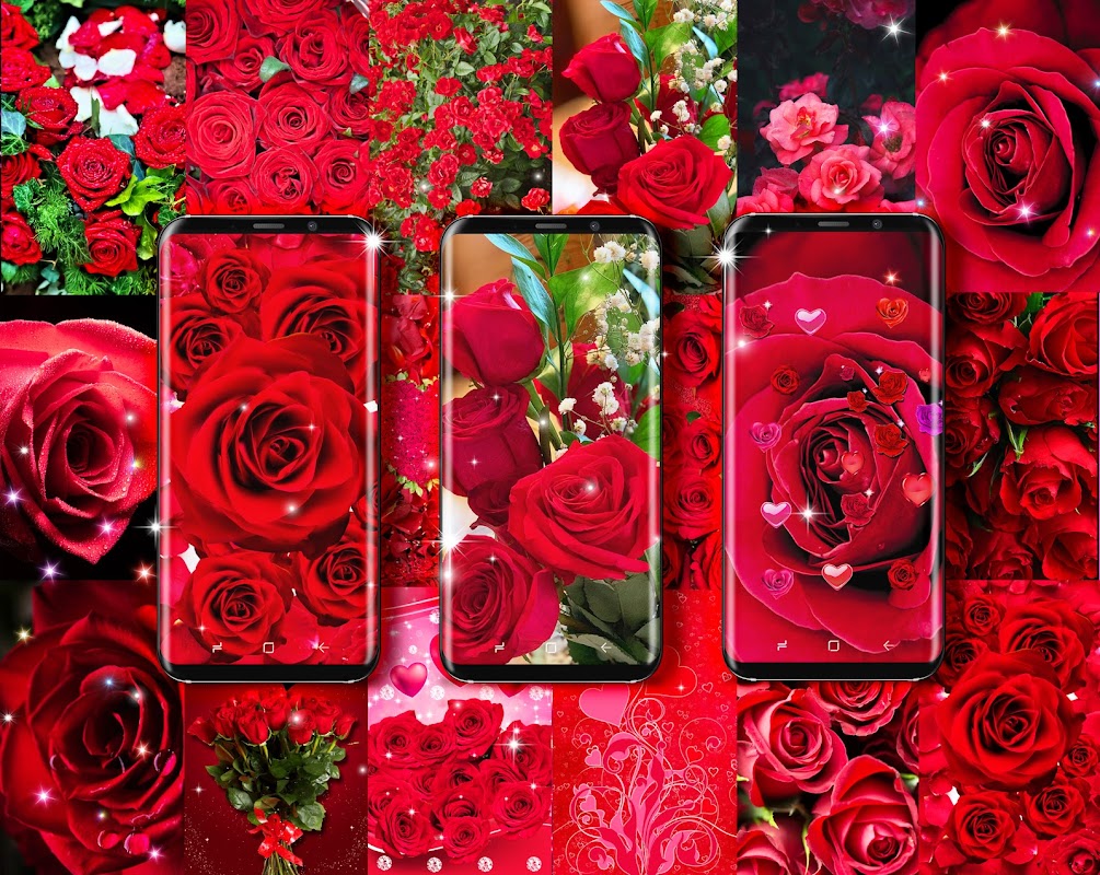 3840x1080px | free download | HD wallpaper: pink rose flowers, roses,  petal, flowering, love, flowering plant | Wallpaper Flare