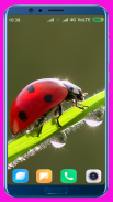 Bug Wallpaper Best 4K screenshot 15