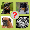 Guess the Dog Breed - Dog Quiz