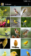 Singing Birds & Wallapaper -goldfinch & canary screenshot 1