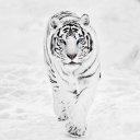 White Tiger Wallpaper Hd Icon