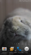 Rabbit Licks Your Screen LWP screenshot 6