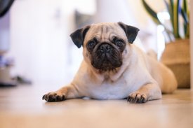 Pug Wallpaper: backgrounds hd screenshot 20