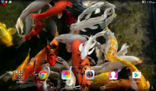 Koi Live Wallpaper screenshot 0