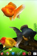 Gold Fish 3D free LWP screenshot 4