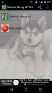 Siberian Husky Dog Wallpapers screenshot 0