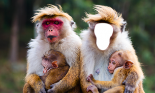 有趣的猴子的照片蒙太奇 screenshot 2