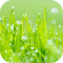 Grass Live Wallpaper