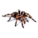 Spider Video Live Wallpaper