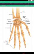 Human Skeleton Reference Guide screenshot 6