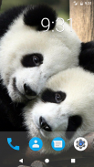 Cute Panda HD Wallpapers screenshot 2