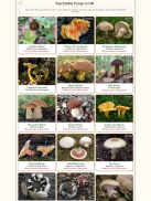 Shroomify - Mushroom Identific screenshot 7