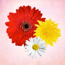 Primerun Flowers make gift 1+1 - Baixar APK para Android | Aptoide