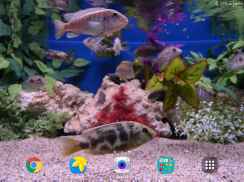 水族馆4K视频动态壁纸 screenshot 4