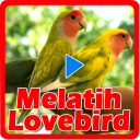 Melatih Lovebird Icon