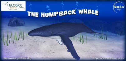 The Humpback Whale