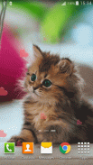 Cute Animals Live Wallpaper screenshot 1