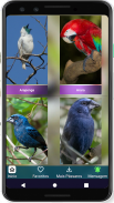 Cantos de Pássaros Brasileiros screenshot 1