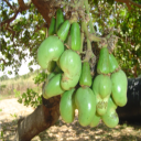 KALRO Cashew Nut Icon