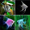 Freshwater Ornamental Fish