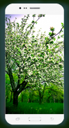 Spring Wallpaper HD screenshot 3