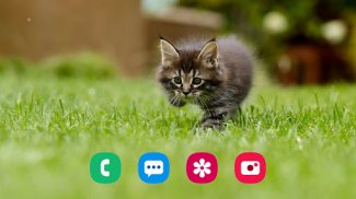 Kitten Wallpaper screenshot 12