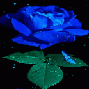 Blue Rose Beauty LWP