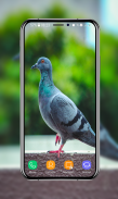Pigeon Wallpapers screenshot 9