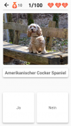 Hunderassen - Foto-Quiz über alle Hunde der Welt screenshot 1