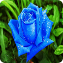 Imagenes de Flores y Rosas Icon