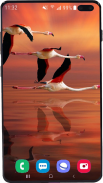 Flamingo Wallpaper HD screenshot 15