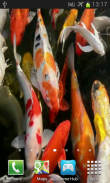Koi Live Wallpaper screenshot 1