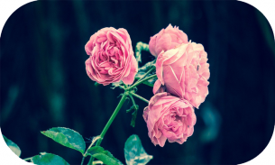 Головоломка - Цветы и красивая роза🌼🌸 screenshot 0