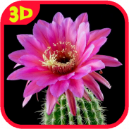 Cactus. Video Wallpaper screenshot 2