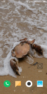 Crab Wallpaper screenshot 1