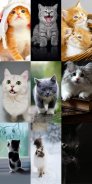 Cute Cat Wallpapers screenshot 5