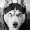 Husky Wallpapers