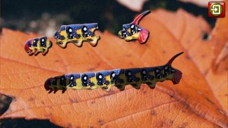 Kids Insect Jigsaw Puzzle screenshot 1