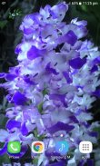 Blue White Flowers LWP screenshot 2