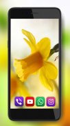 Spring Irises and Narcissus Flowers Live Wallpaper screenshot 6