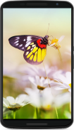 Butterfly Wallpapers screenshot 5